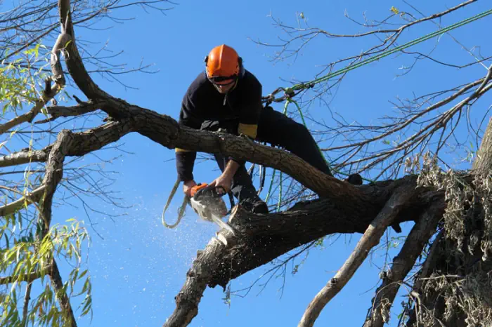 A tree branch being cut with a chansaw by one of our arborists on a job in Launceston