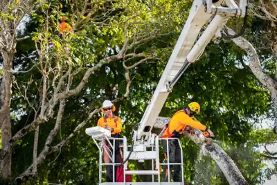 Two of our arborists in a scissor lift removing a branch from a tree that is being removed in Launceston